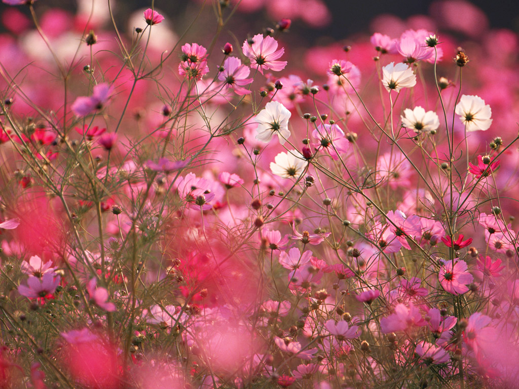 Beautiful Pink Flowers Autumn Nature Photos 1 Jpg