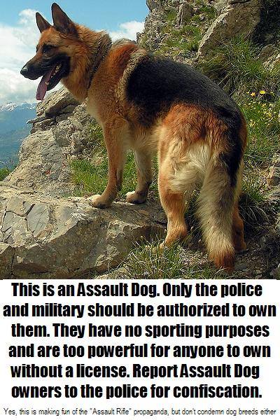 assault dog.jpg