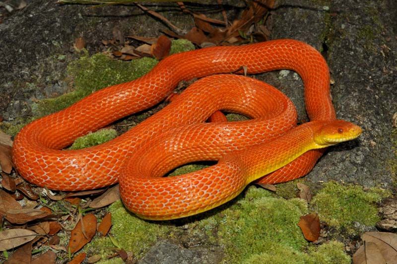 Great-Orange-Snake.jpg