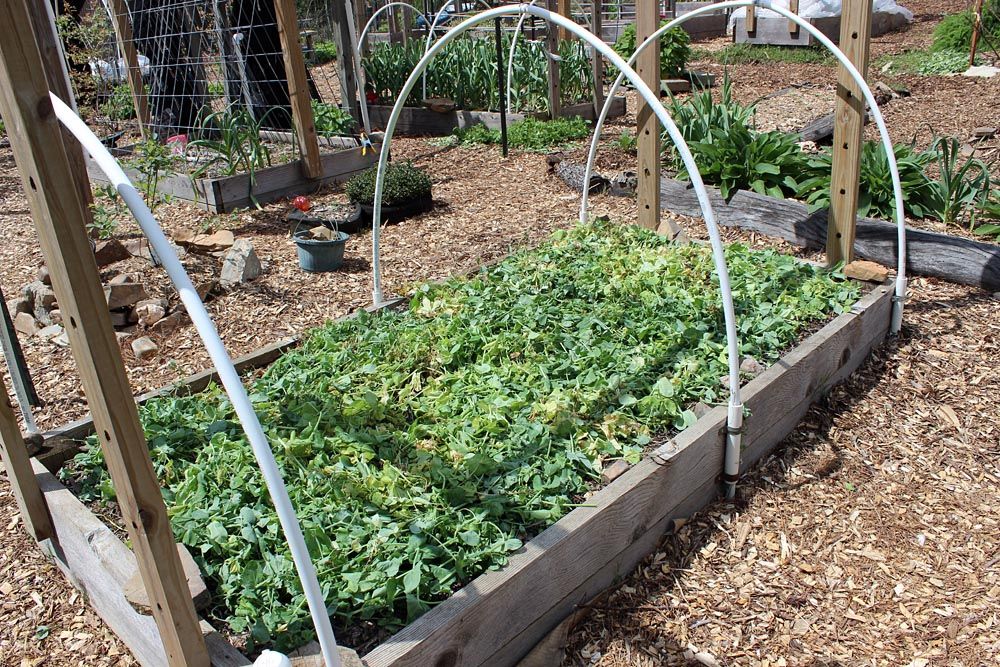 My Method Of Growing And Enjoying Cover Crops For Home Gardens