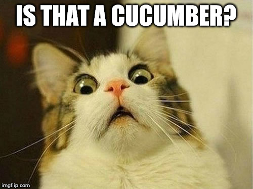 catcumber.jpg