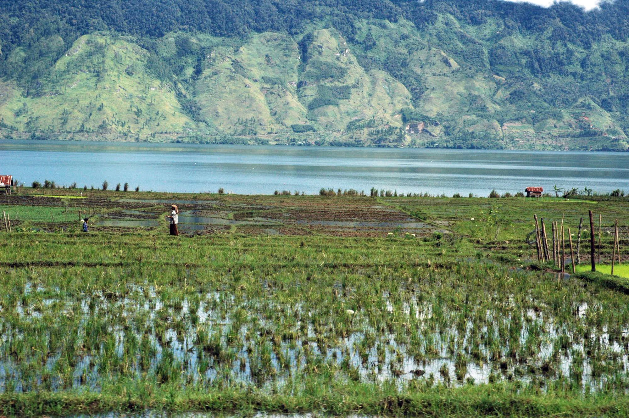 Menanam Padi@ayijufridar.jpg