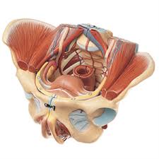 Pelvis Anatomical Model.jpg