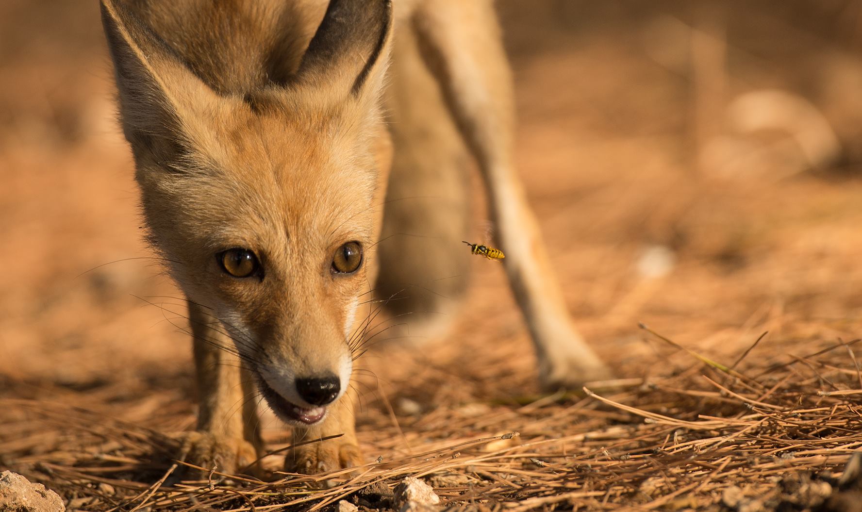 fox_o.jpg
