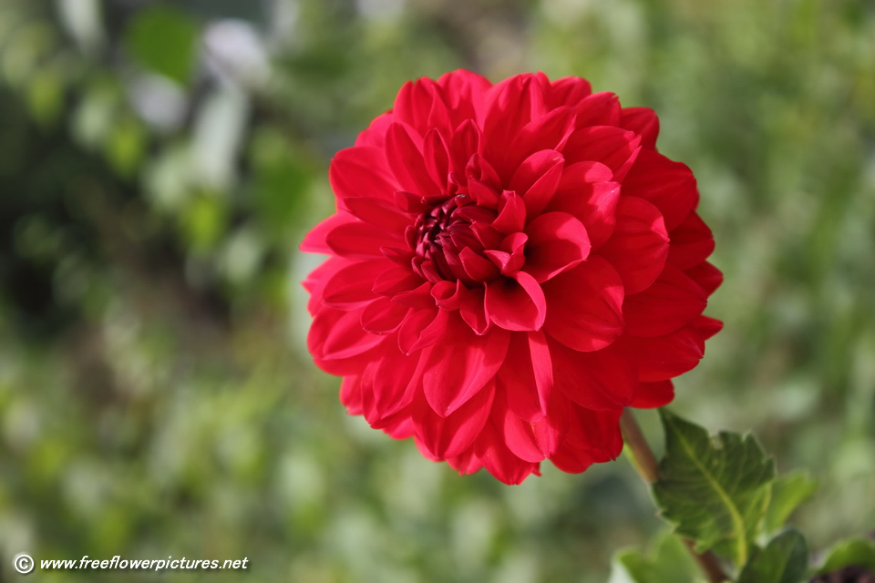 red-dahlia-Photos-pics-images-pictures-9.jpg