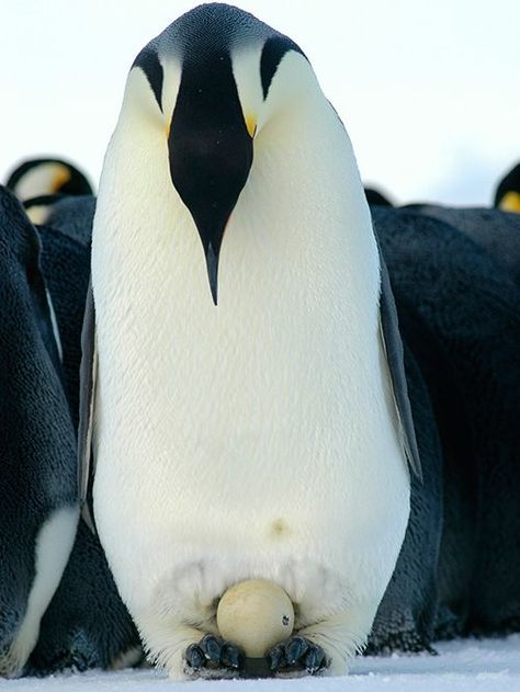 3d33b3467c29fb8b9836cdc8e957b821--emperor-penguins-king-penguin.jpg