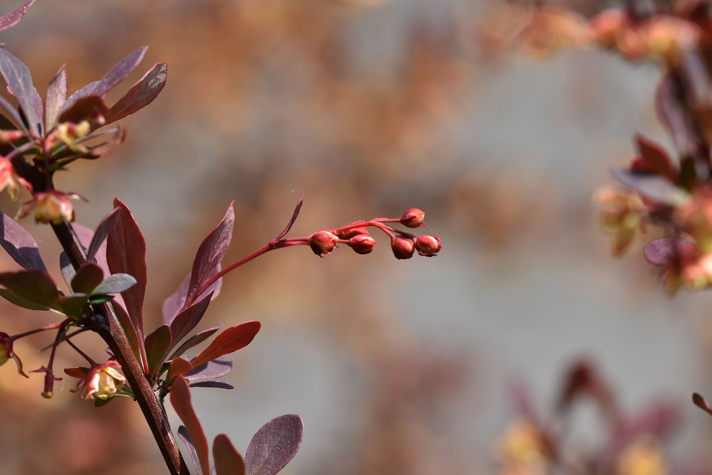 barberry flower buds bokeh.jpg