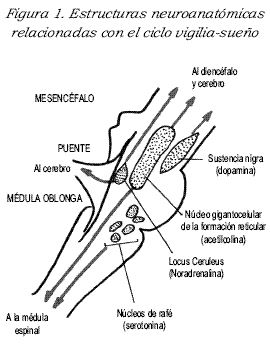 v33n1fig1.gif