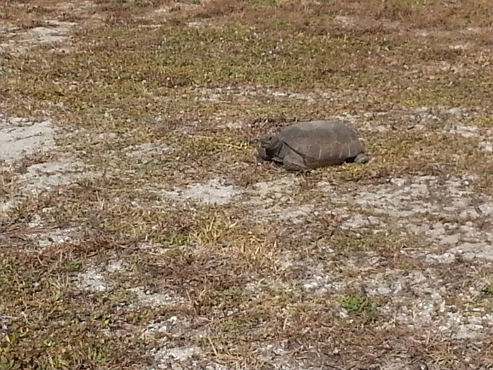Florida Scrub Jay And Gopher Tortoise Steemit