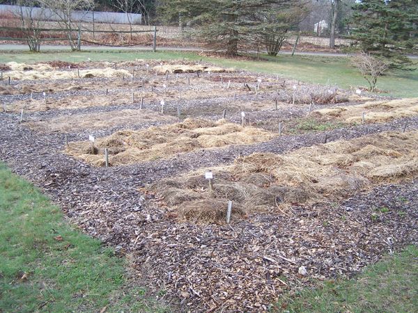 New Herb garden - before crop April 2018.jpg