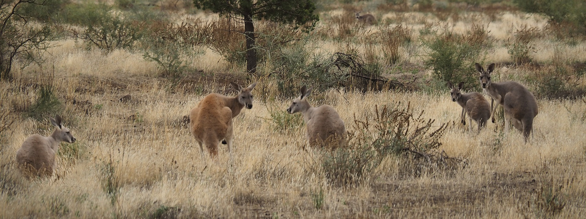 kangaroos-2910511_1920.jpg