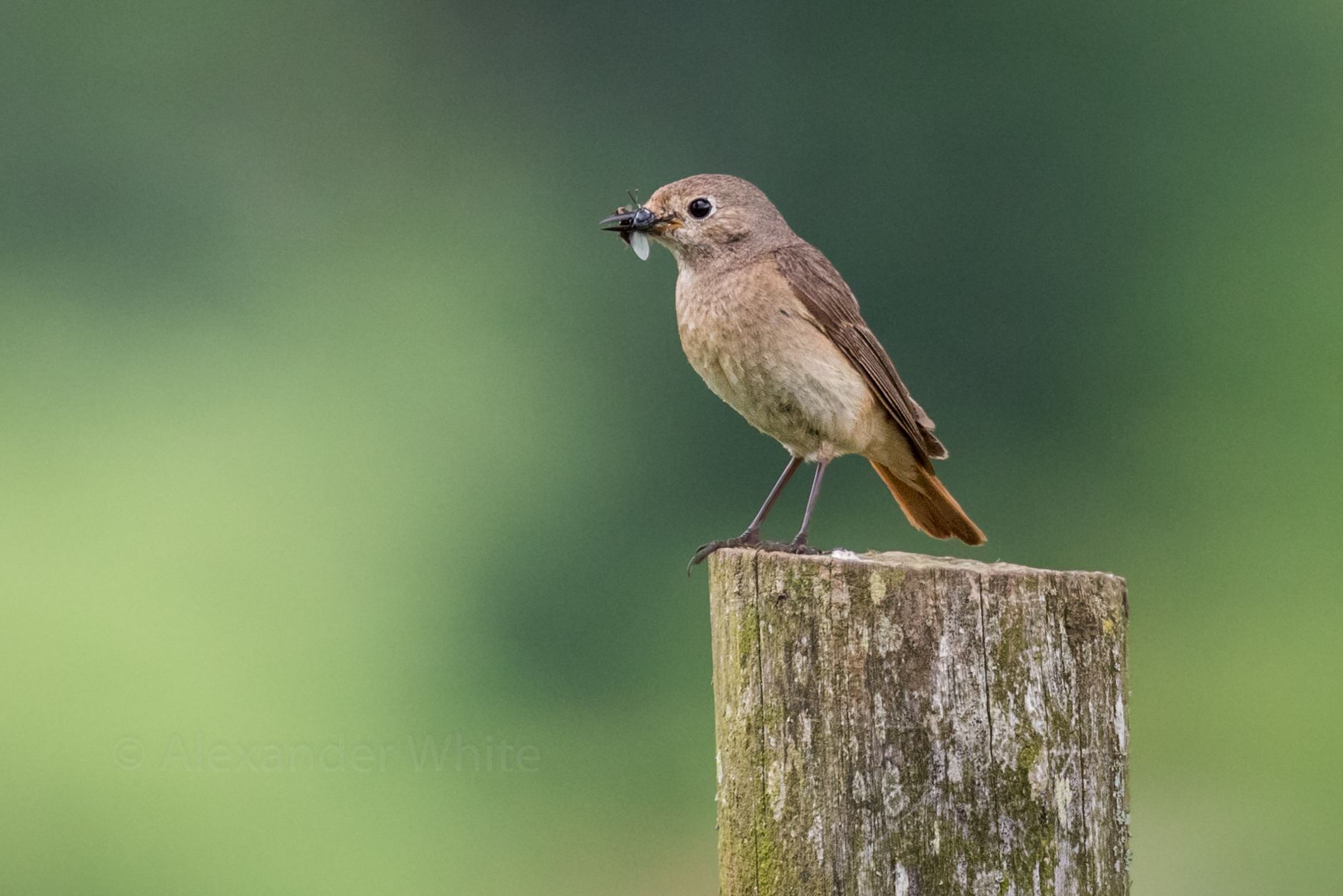 Female Redstart.JPG