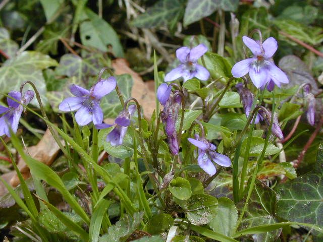 Common dog violet.JPG