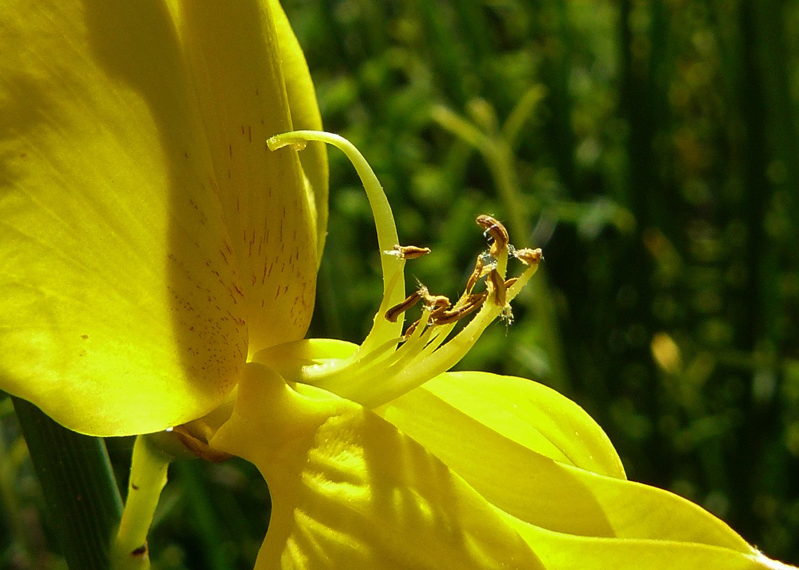 Spartium junceum, Spanish broom 1.jpg