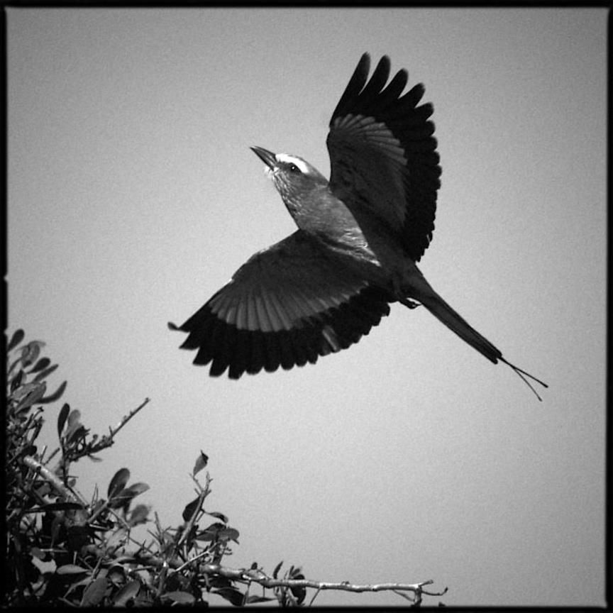 0108-Bird_Laurent_Baheux_xgaplus.jpg