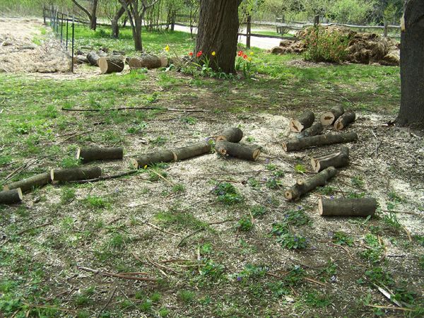 Tree trimming - maple logs crop May 2018.jpg