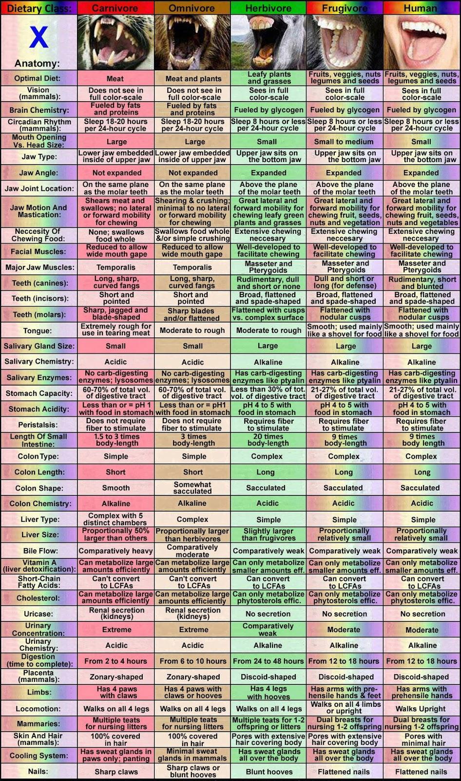 comparative anatomy vegan.jpg