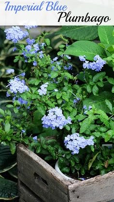 0496f0d74d23629103cb33f43ded8d4f--blue-garden-summer-garden.jpg