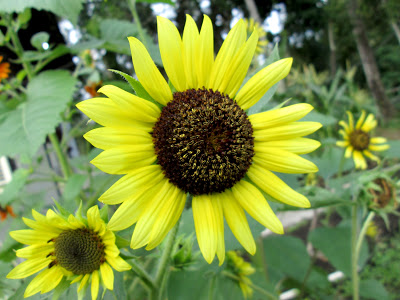 bunga-matahari-4.jpg