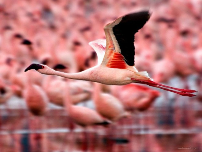 19-beautiful-flamingo-bird-photography.preview.jpg