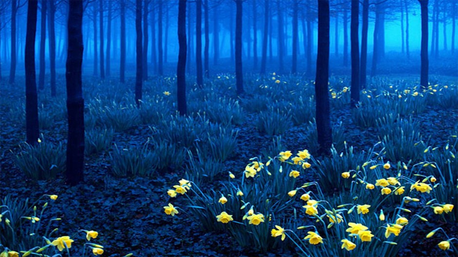 black-forest-germany-940x528.jpg