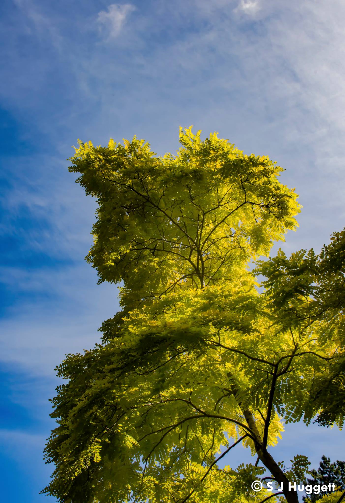 Summer tree - By Steve J Huggett.jpg