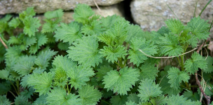 Nettle_Header.jpg