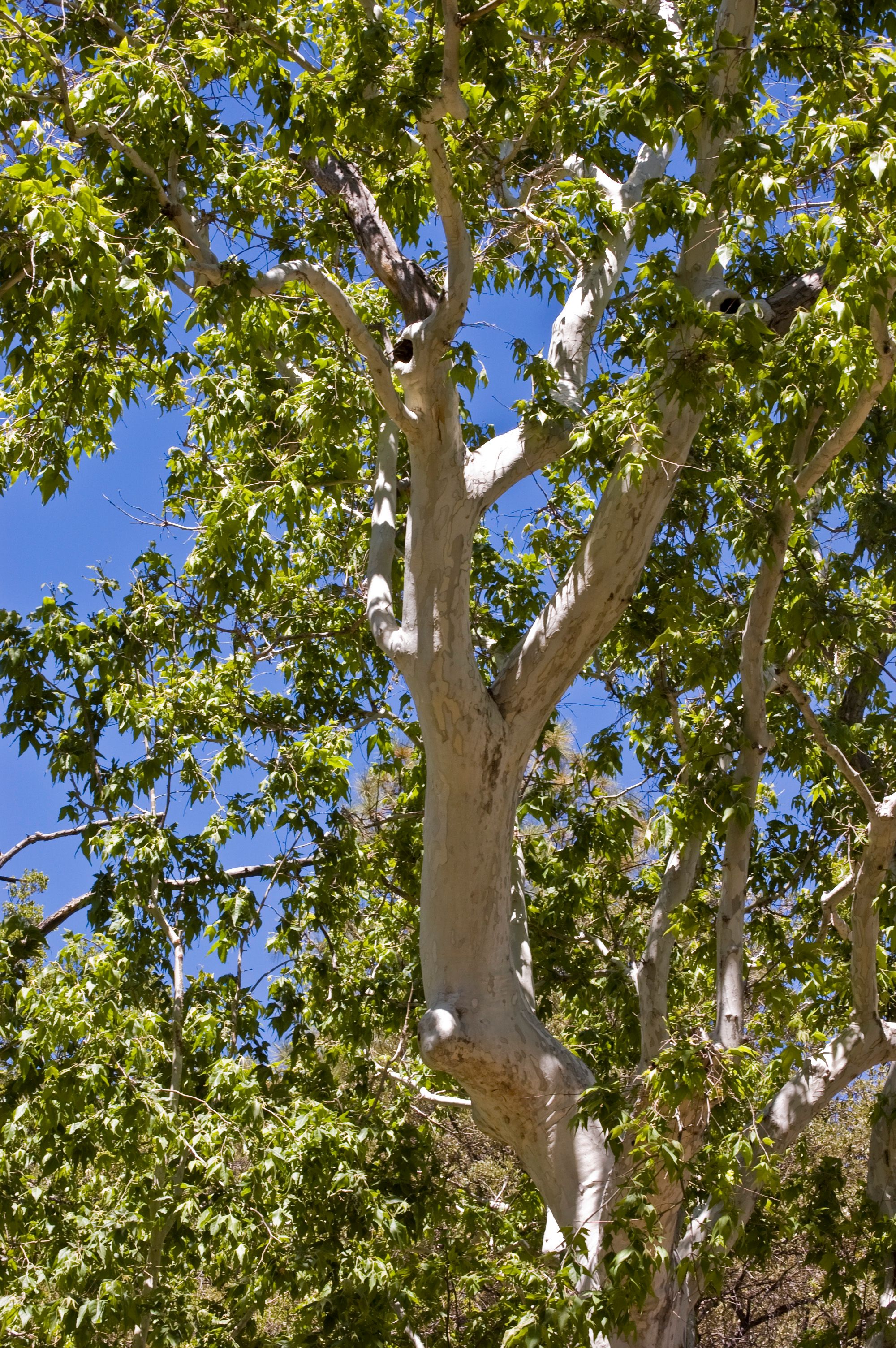 wiki_arizona_plaintree_Platanus_wrightii.jpg