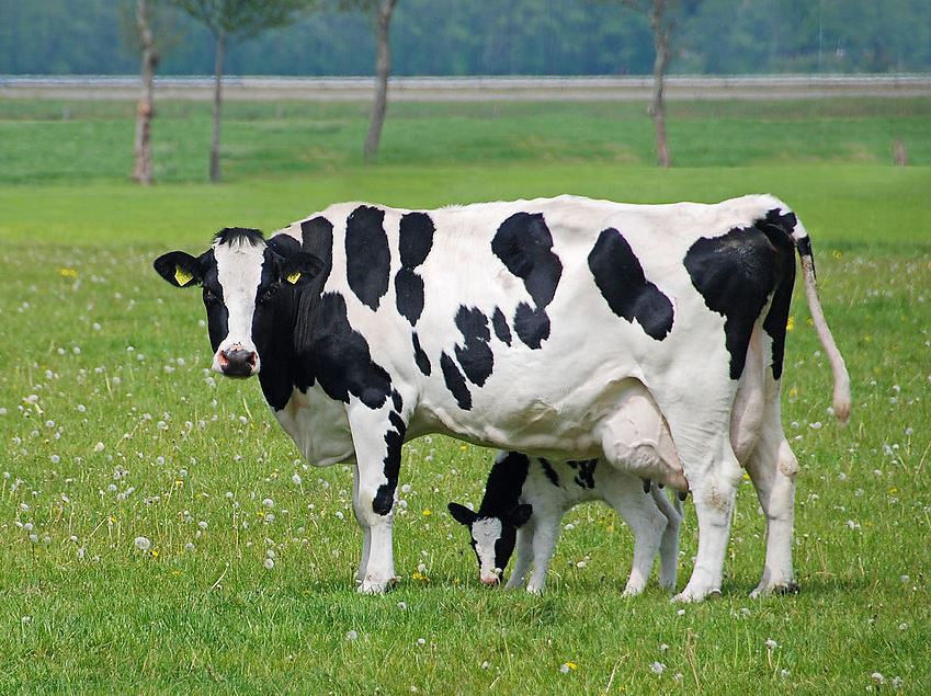 Dairy-Cow-Calf.jpg
