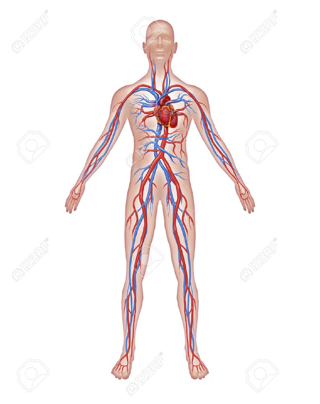 11995641-human-circulation-anatomy-and-cardiovascular-heart-system-with-a-healthy-body.jpg