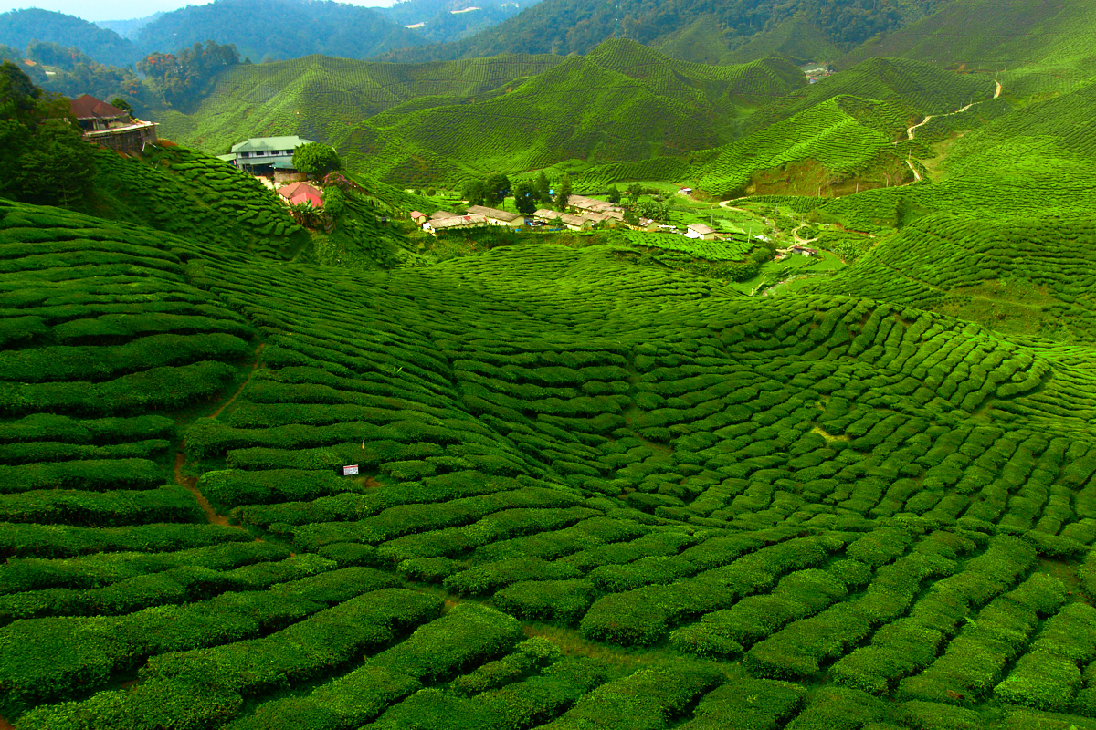 tea fields.jpg