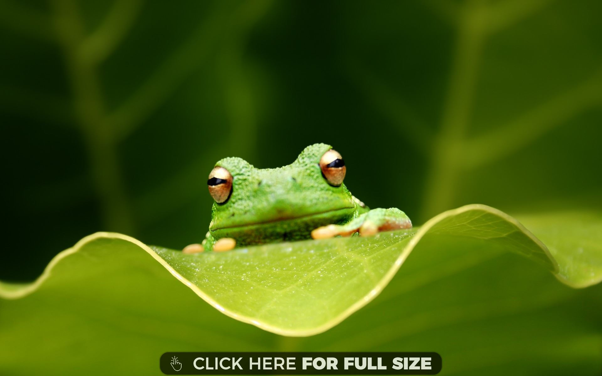 cute-frog.jpg