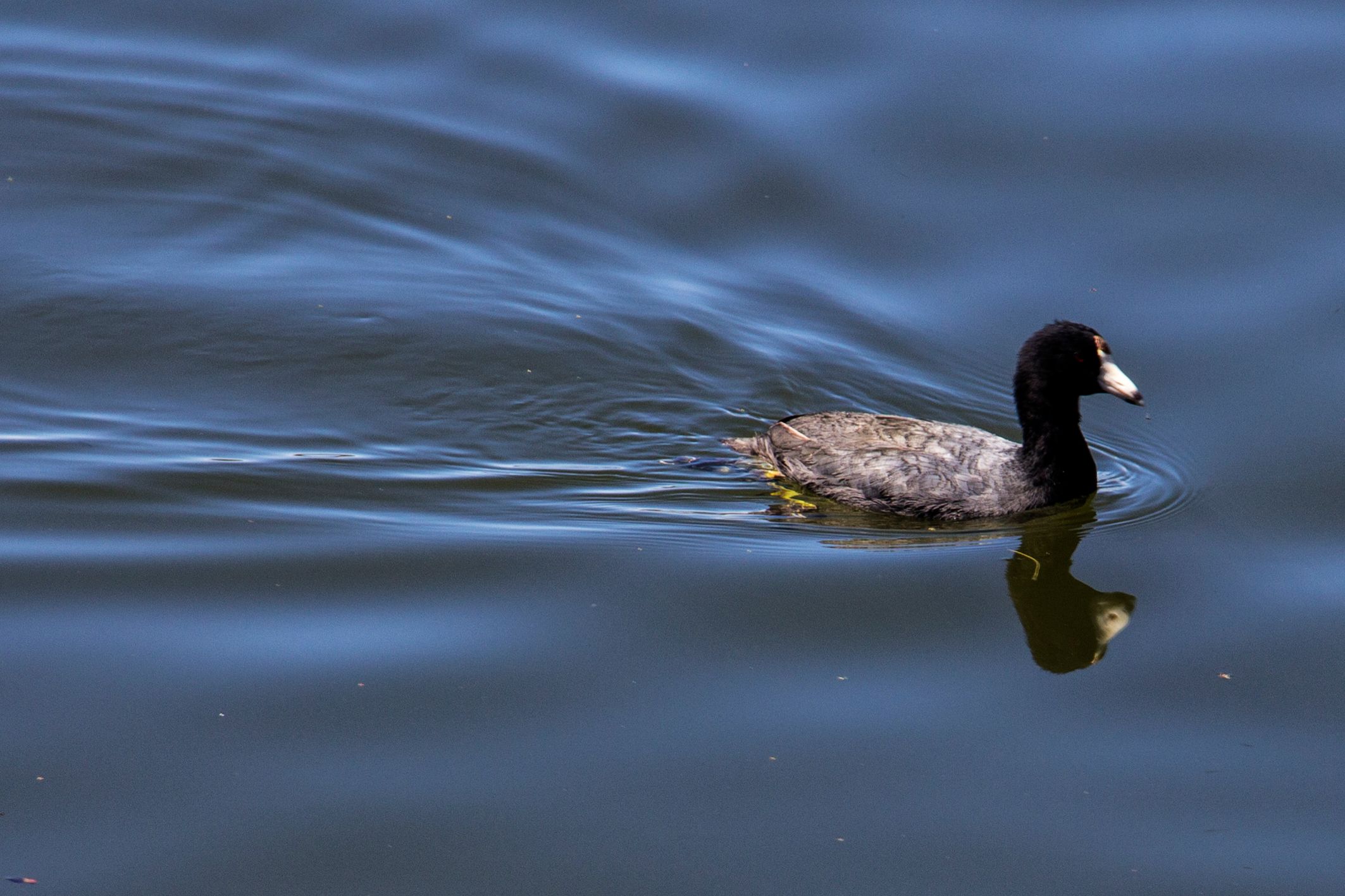 Coot.jpg