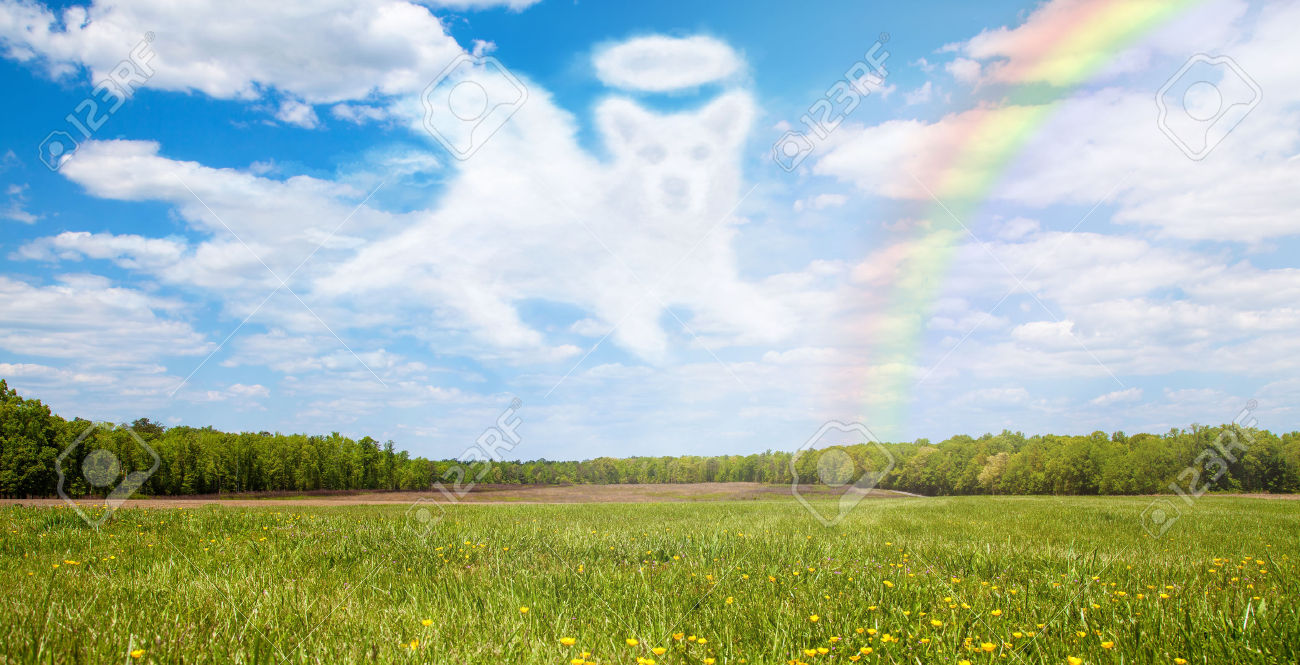 47229852-Beautiful-open-field-with-a-cloud-shaped-like-a-dog-angel-that-is-passing-over-the-rainbow-Stock-Photo.jpg