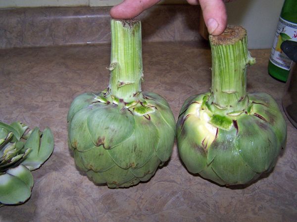 Artichokes - leaves off crop April 2018.jpg