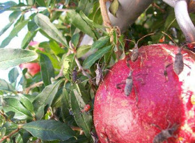 leaffooted+plant+bug+on+pomegranate+3.jpg