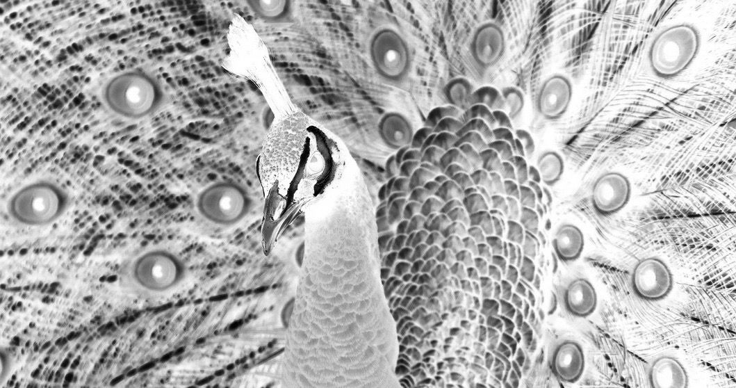 neg-peacock (2).jpg