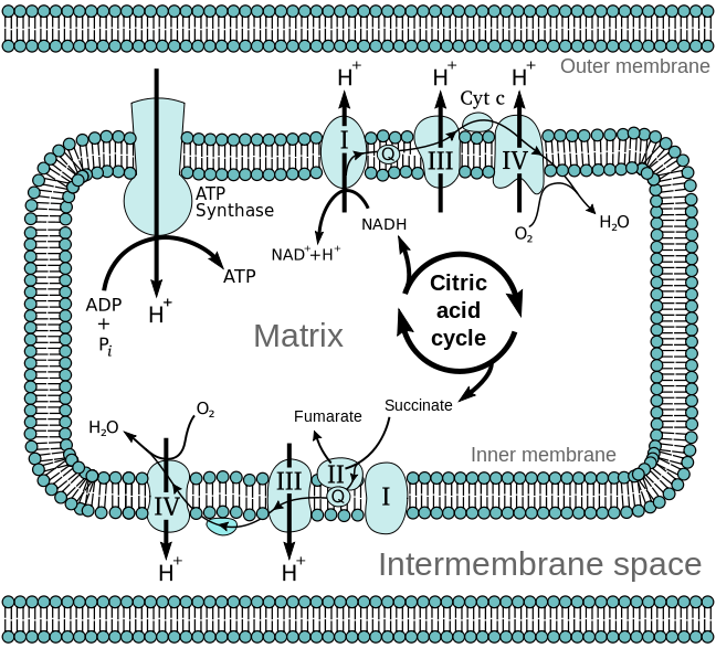 648px-Mitochondrial_electron_transport_chain—Etc4.svg.png