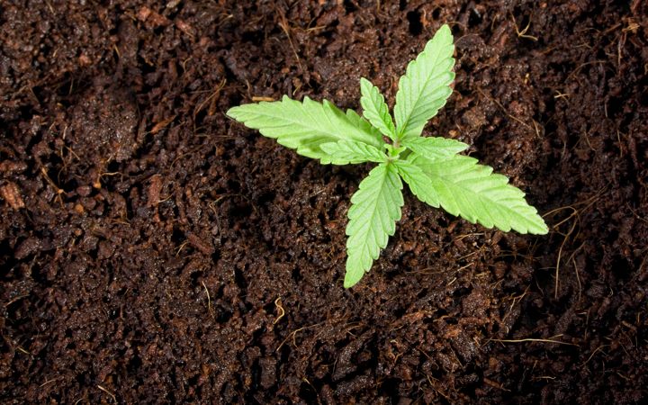 u60A0ze2SRC8BaDlGJ7h_cannabis-seedling-in-soil.jpg