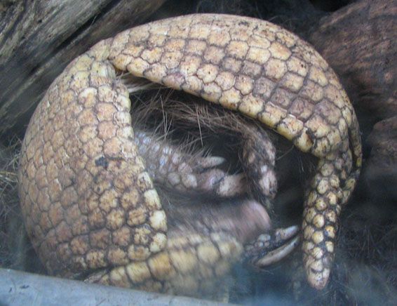 South_American_armadillo_-_desc-curled_up_-_from-DC1.jpg