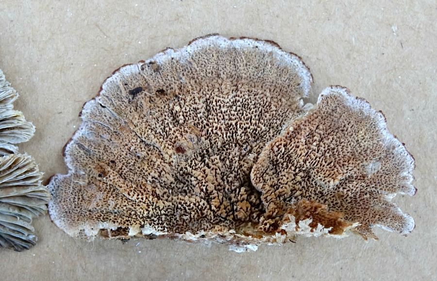 x Trichaptum abietinum underside.jpg