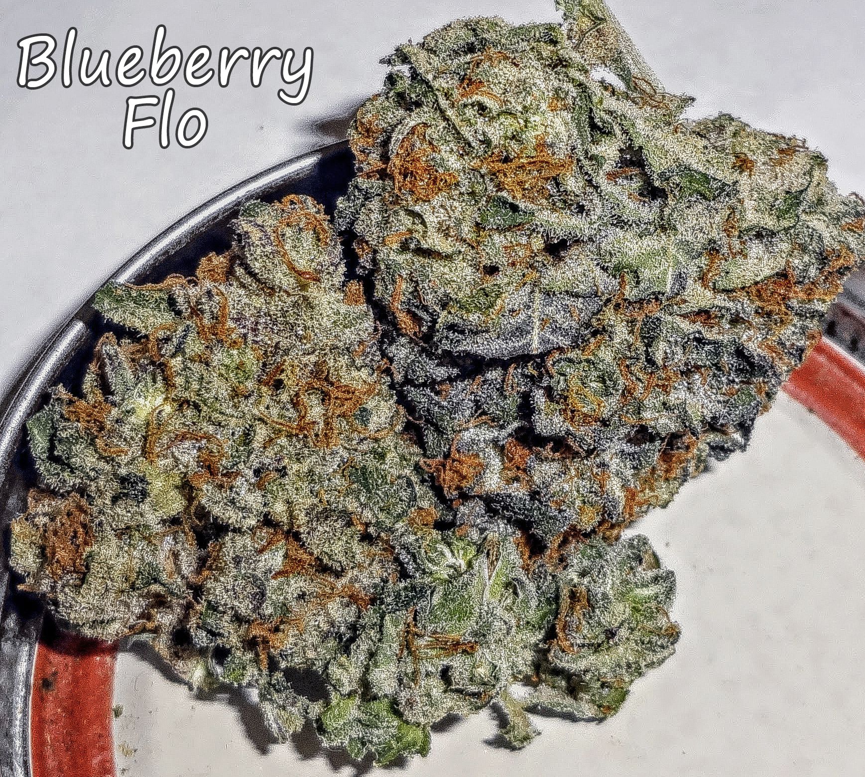 blueberryflo307.JPG