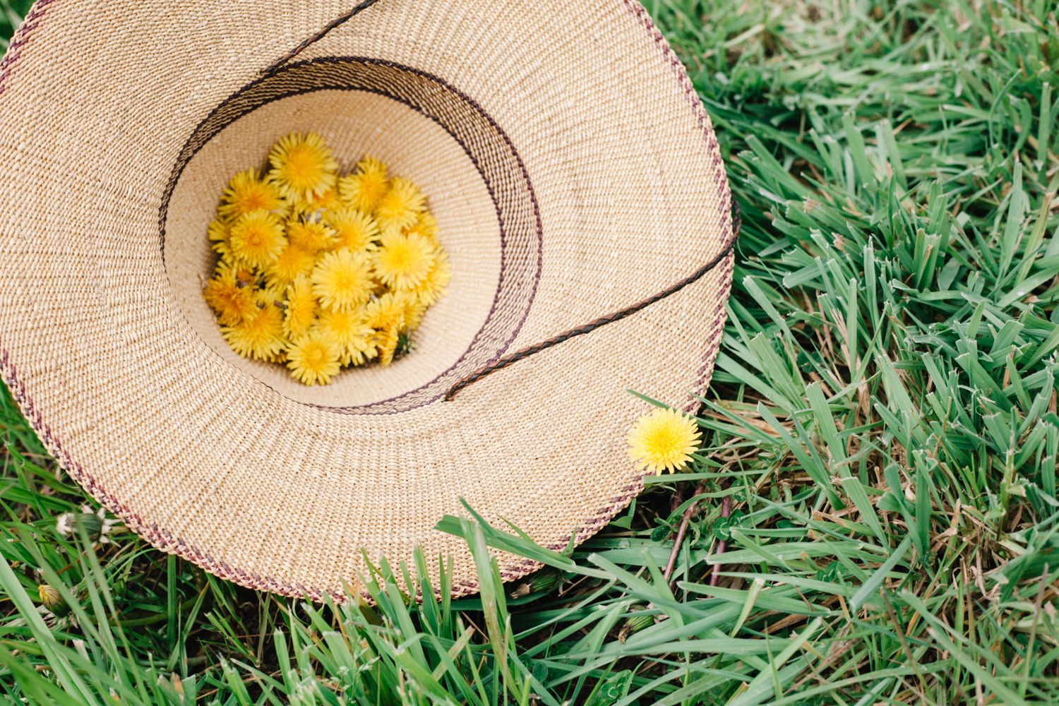 dandelion-1.jpg