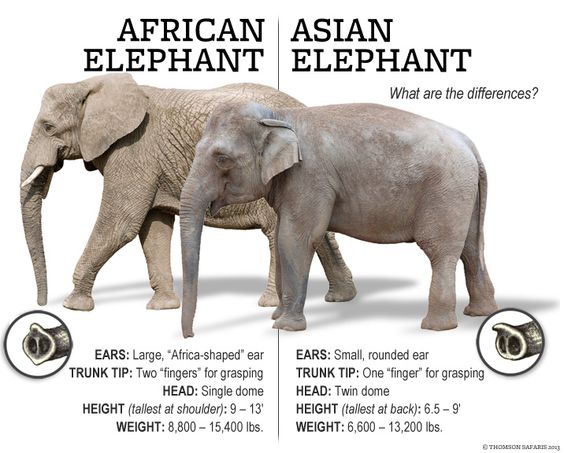 Asian-African+ellies_Thomson+Safaris-Pinterest.jpg