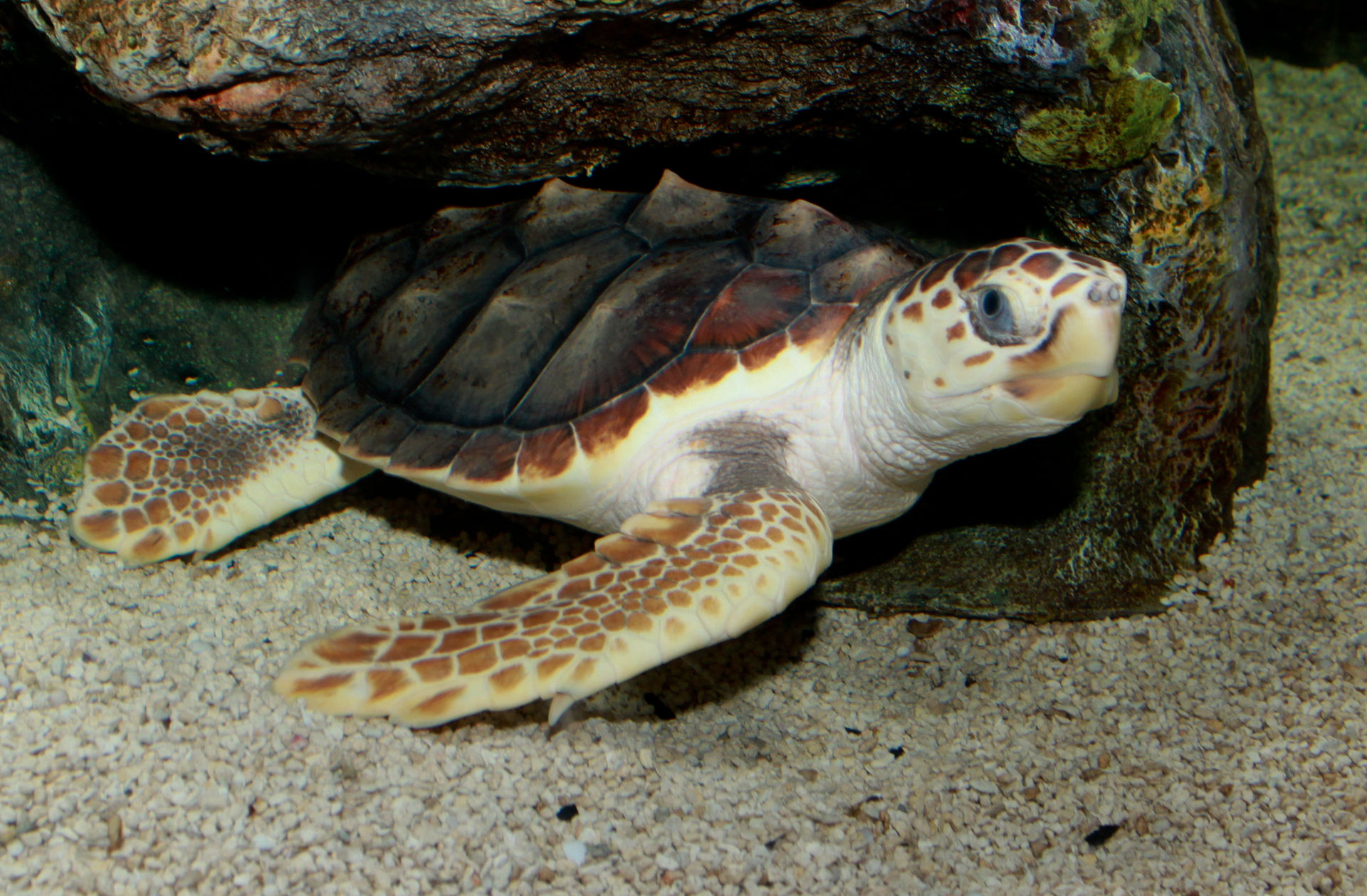 Loggerhead_Sea_Turtle_(Caretta_caretta)_2.jpg