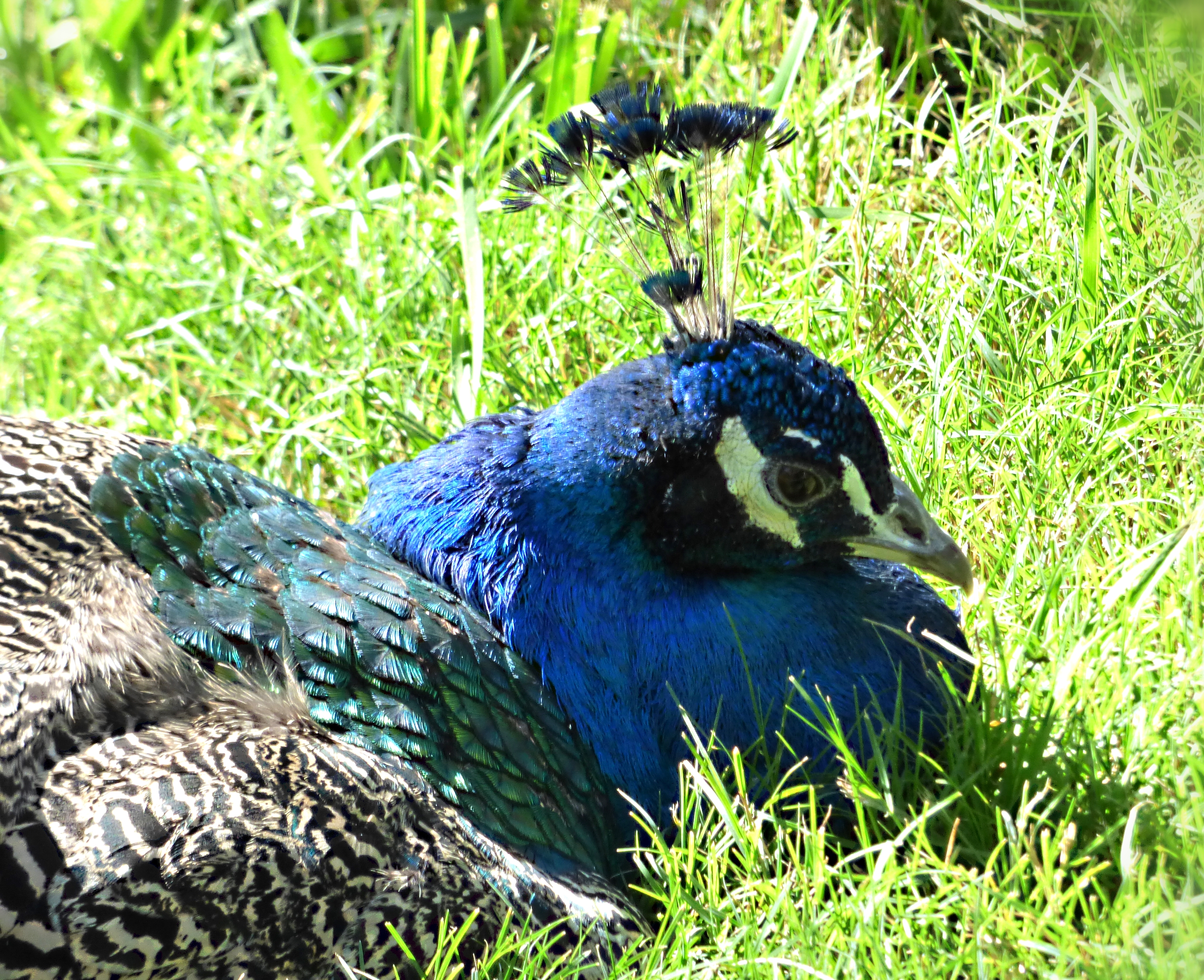 Wary peacock.jpg