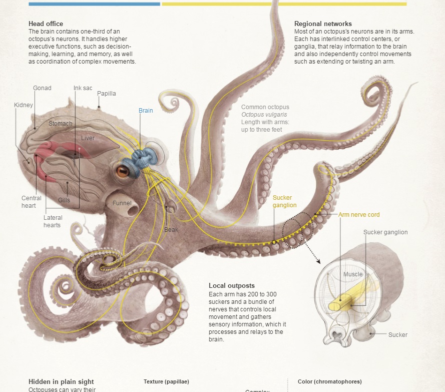 Octopus Anatomy Brain