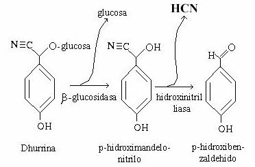 hidrolisis glucósidos.jpg