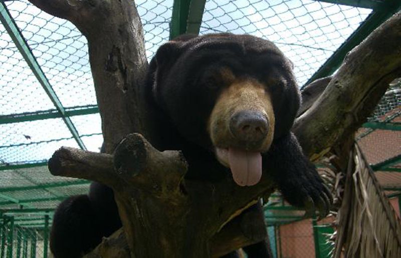 bear-in-cu-chi-wildlife-rescue.jpg