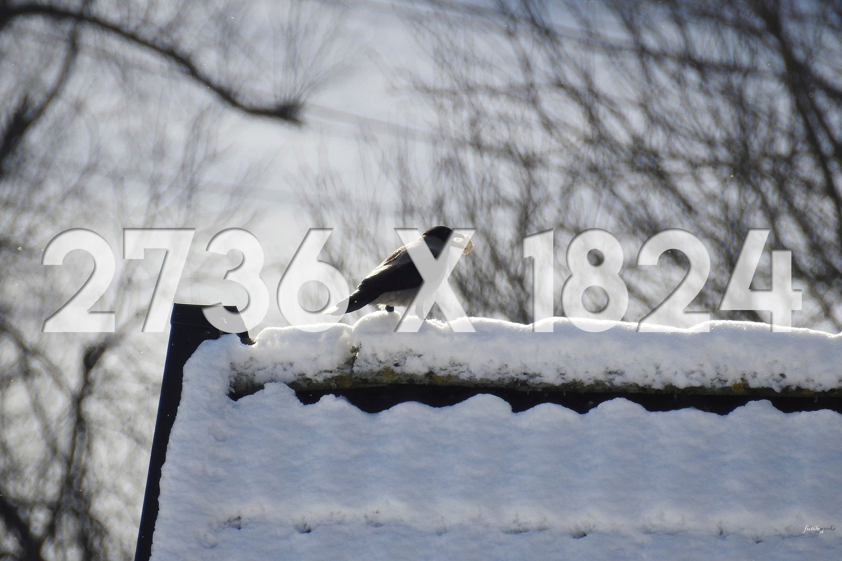 2736x1824 Thumb Winter Crow.jpg